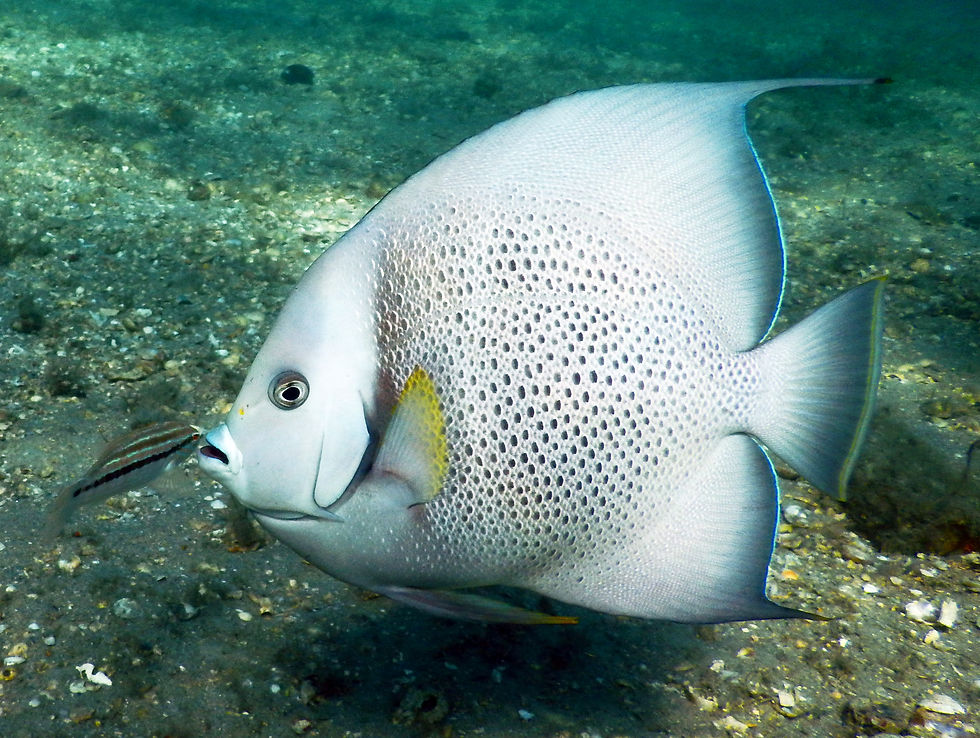 gray angelfish intermediate phase (2)