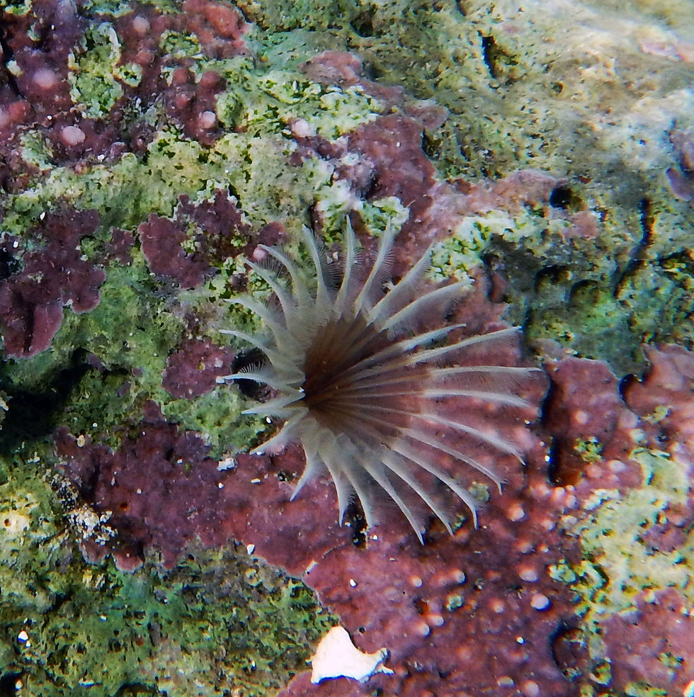 feather duster worm