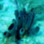 branching tube sponge