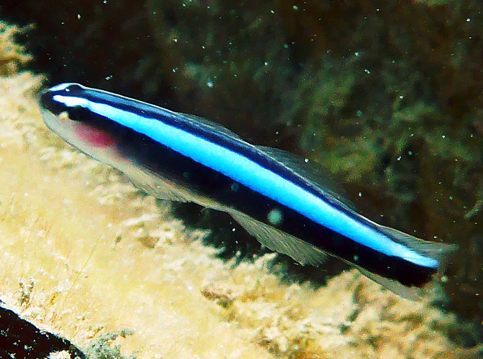 neon goby 2