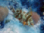 hogfish mottled display