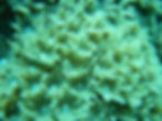 soft corals of the great barrier reef (8)