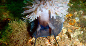 atlantic deer cowrie