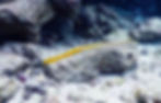 trumpetfish (2)