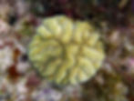 maze coral