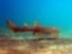 sand tiger