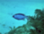 blue chromis