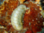 florida slender chiton