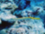 trumpetfish