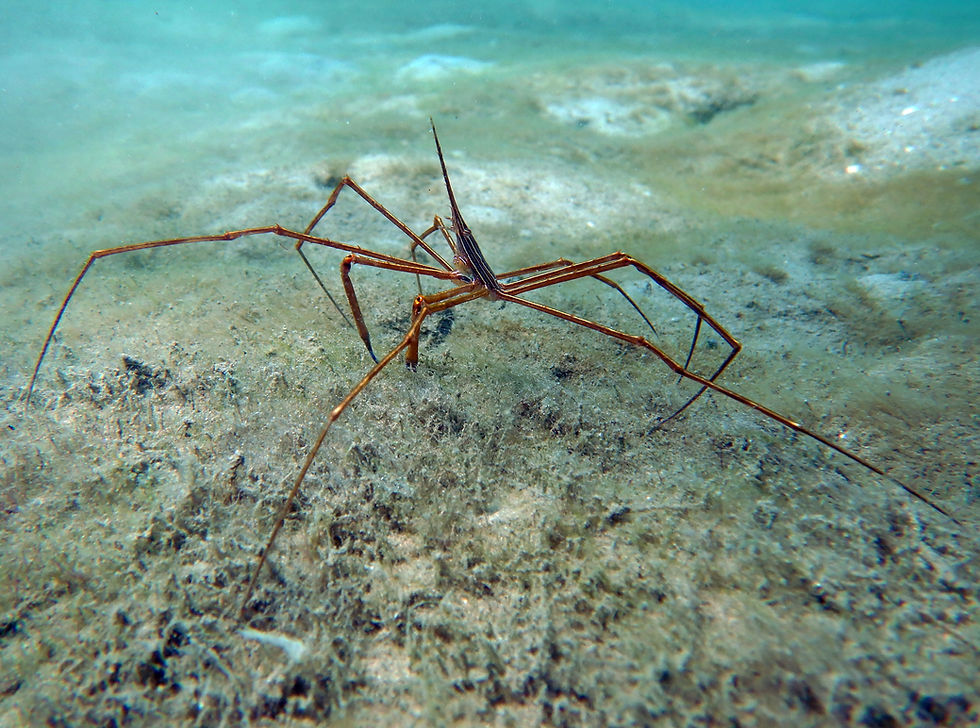 arrow crab