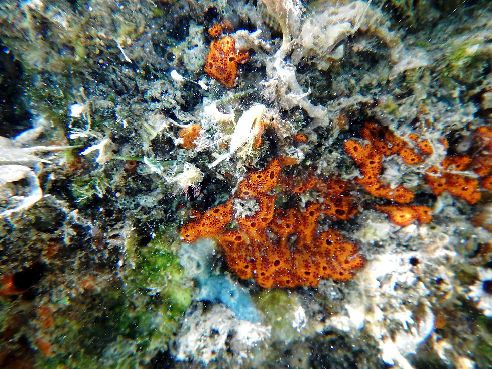flat tunicate