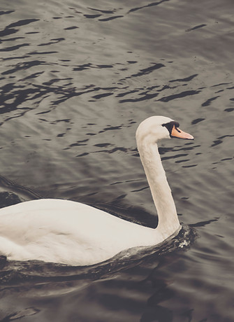 Swan