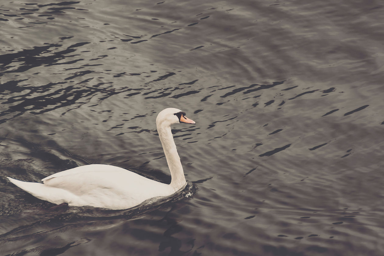 Swan in Water