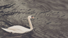 Mundy Pond Swan Relocated to Nova Scotia Wildlife Centre