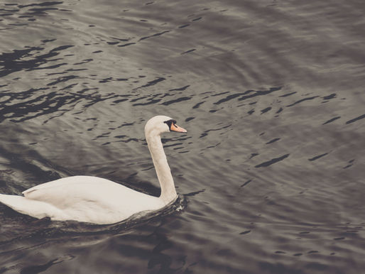 The swan is a picture of elegance, resting peacefully on  the water.