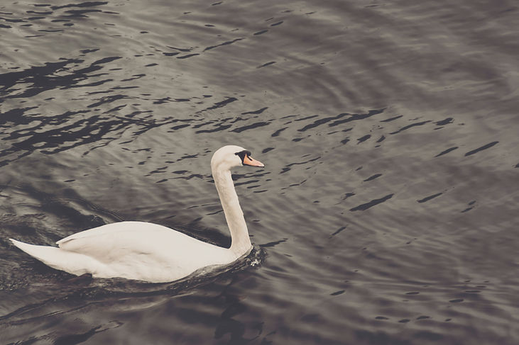 Swan
