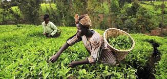 ‘Investment in agric vital for economic diversification’