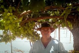 “East-West crosses have led to unique grape cultivars”
