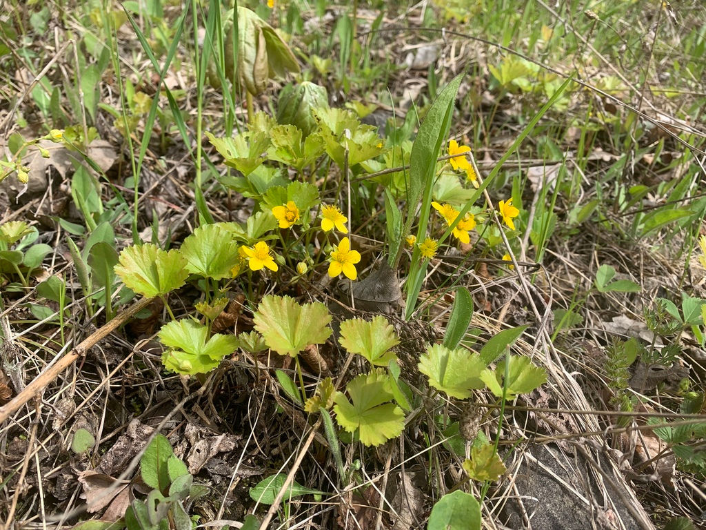 Barren Strawberry