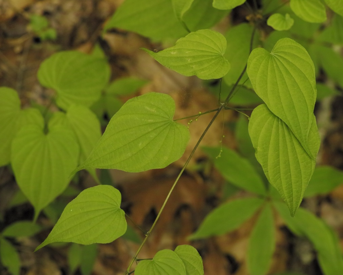 Fourleaf Wild-Yam