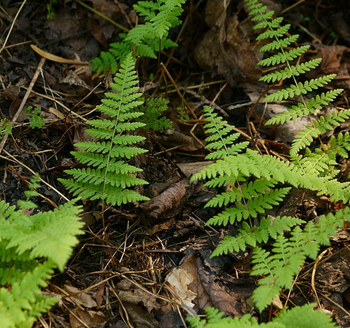 Bulblet Fern