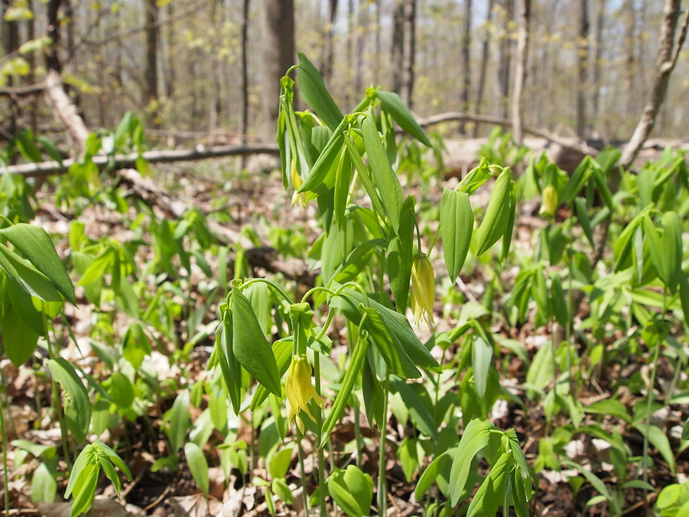 Large-flowered Bellwort