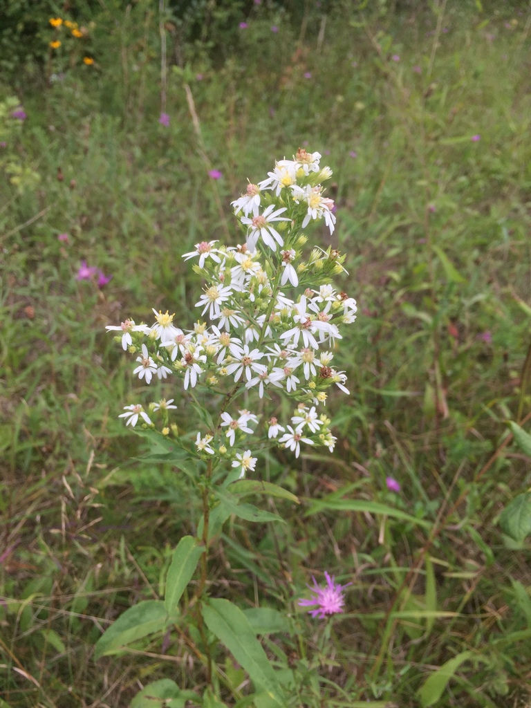 Arrow-leaved Aster