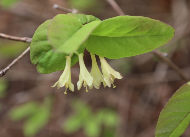 Canadian Fly Honeysuckle