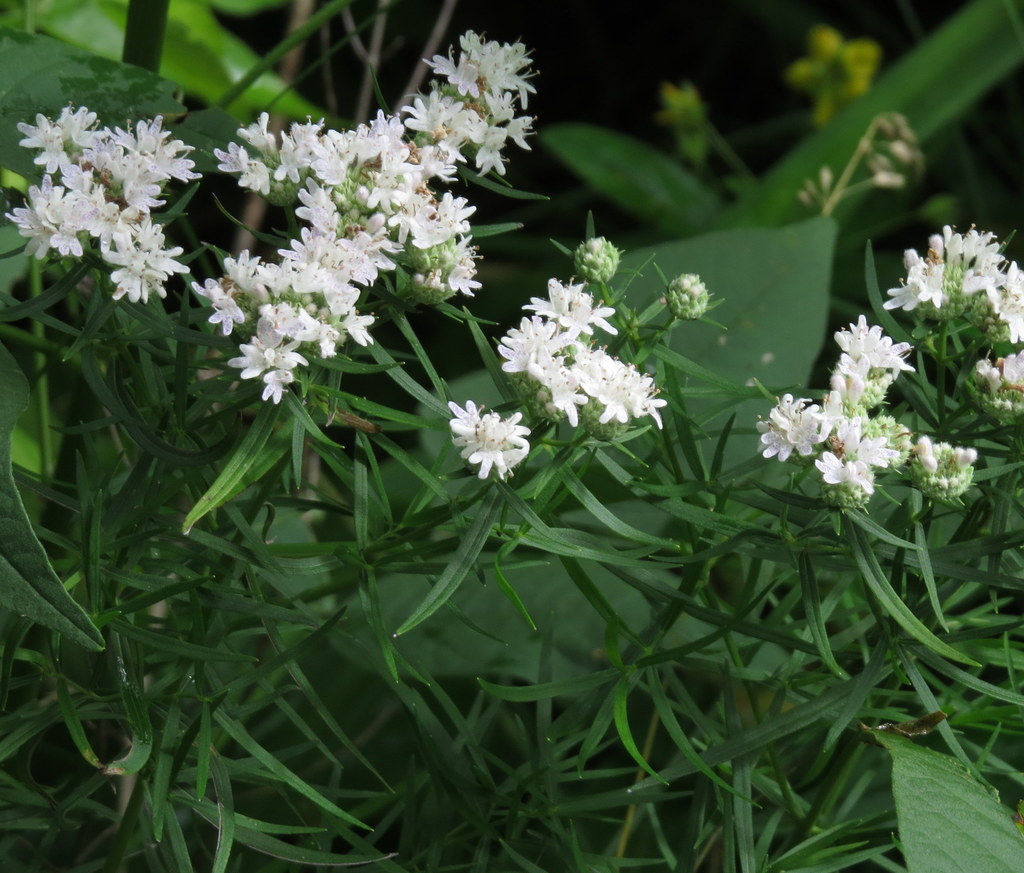 Narrowleaf Mountainmint