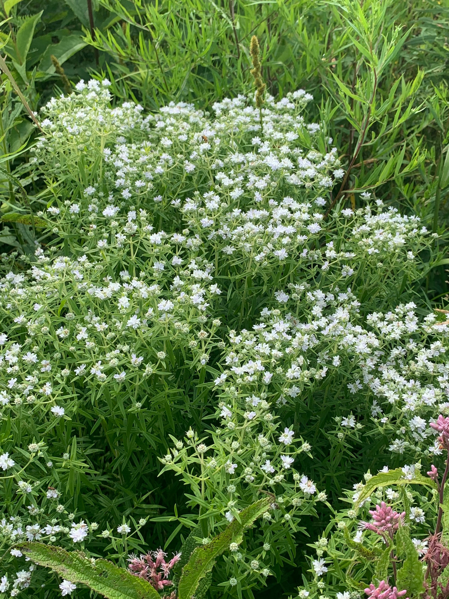 Virginia Mountain-mint