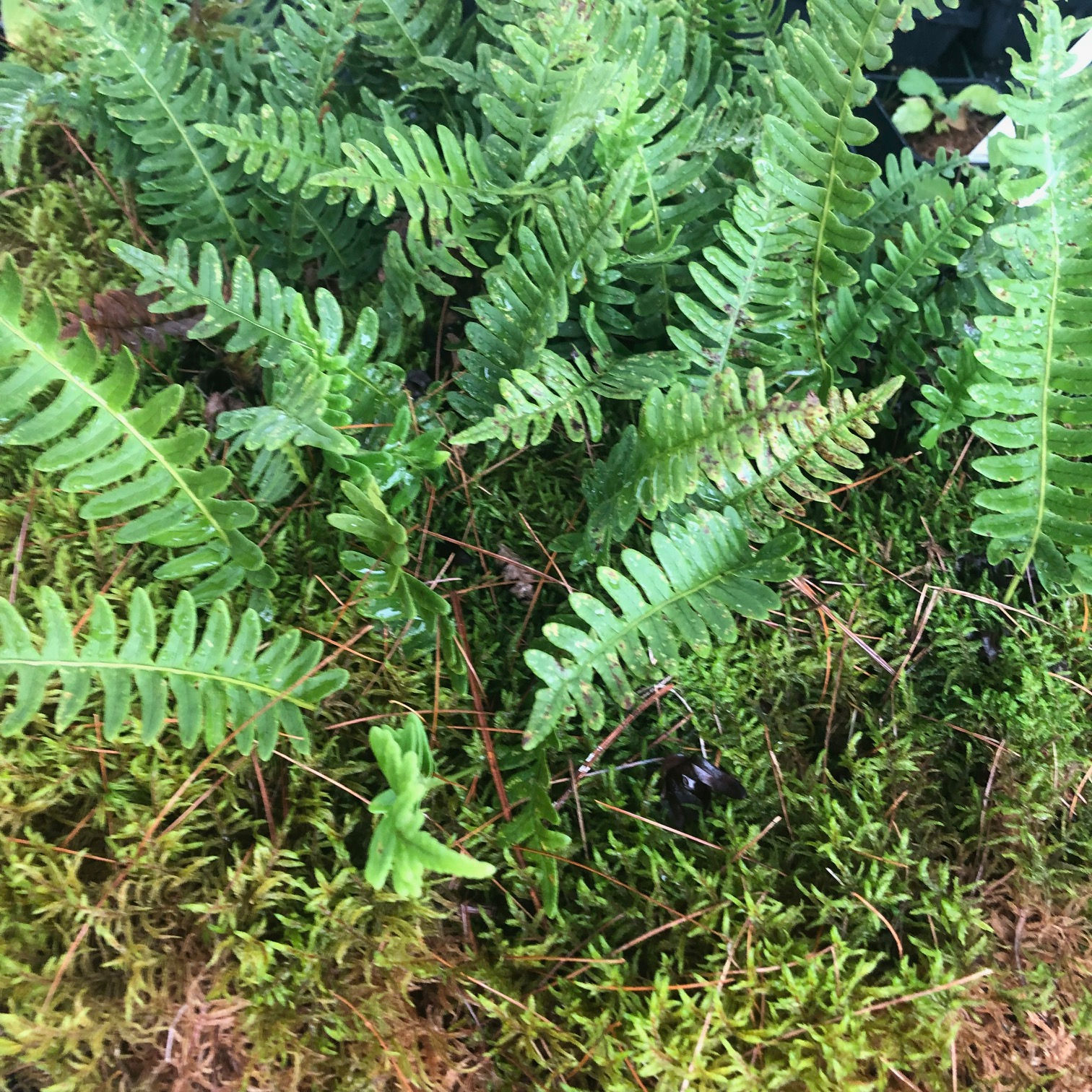 Rock Cap Fern