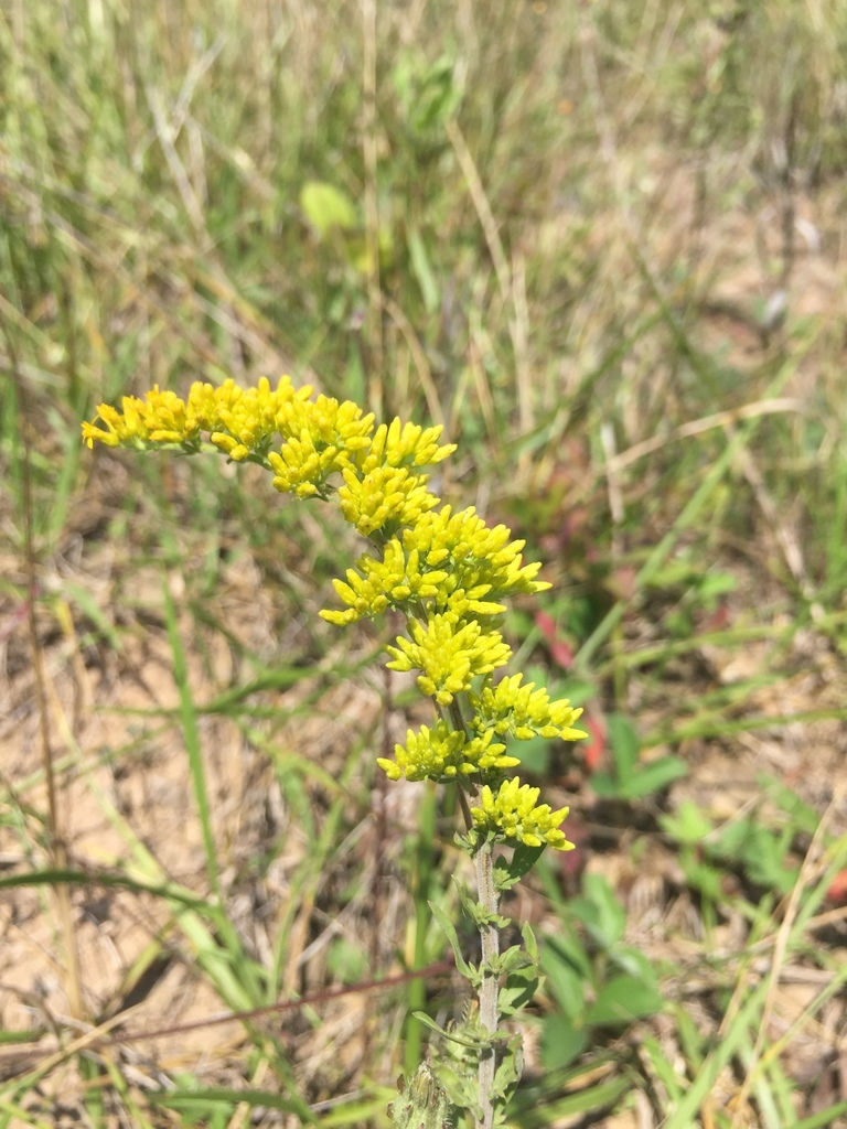 Gray Goldenrod