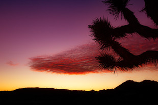 Joshua Tree, CA