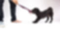 cute black dog playing with his owner wi
