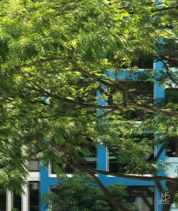 Tree movement (2019) 50Wx50Hx0