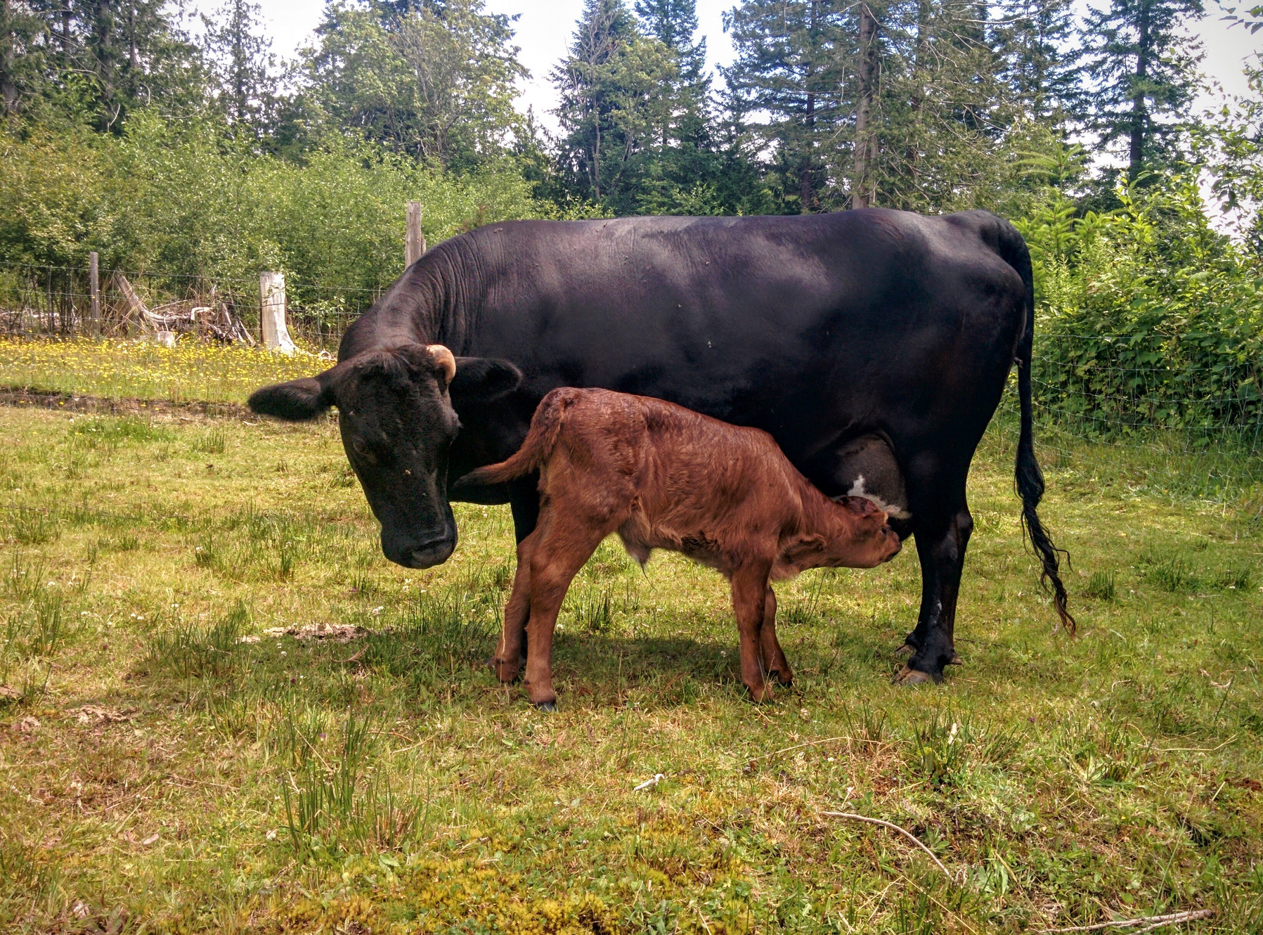 Heritage Poultry | familyfarmbnb