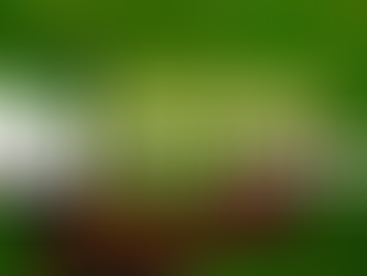 Dig into our summer newsletter!