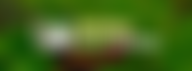 Dig into our summer newsletter!