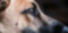 Dog%20Profile_edited.jpg