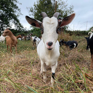 White goat with tan facial markings standing in grass