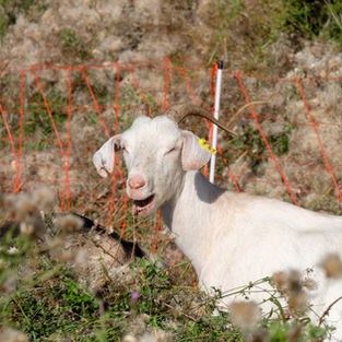 White goat with long floppy ears standing near fence line