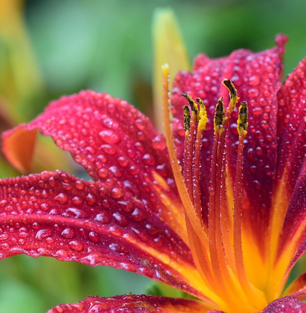 ulleo-daylily-3495722_1920_edited.jpg
