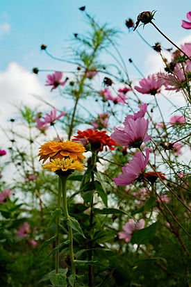 marjanno-flowers-3714436_1920.jpg