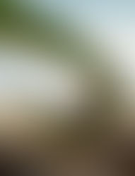 Pete’s Dragon 2016