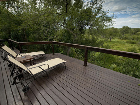 Lions in the Wild: What to Expect on a Lion Safari in South Africa