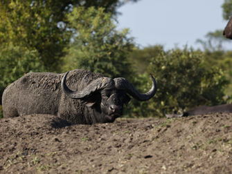 Big Five vs Big Six: What Animals Can You See in Kruger?