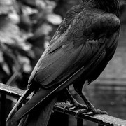 c650dc1af25b95b5105c6f80684b33d5.jpeg