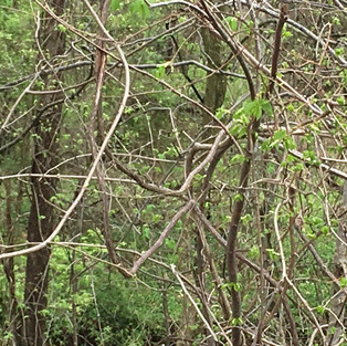 IMG_1518.jpeg