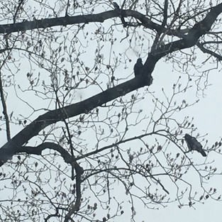 IMG_6408.jpeg