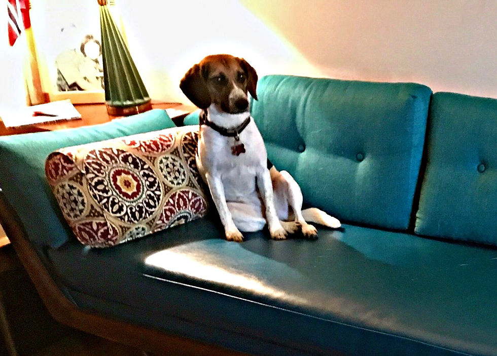 Adrian Pearsall Mid Century Soda